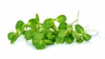 Sunflower Sprouts Isolated On The White Background Stock Photo