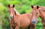 Close Up Brown Horse Looking Stock Photo