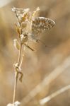 Southern Brown Argus Stock Photo