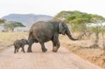 African Elephant In Serengeti National Park Stock Photo