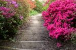 Azaleas In Full Bloom Stock Photo