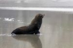 New Zealand Fur Seal (arctocephalus Forsteri) Stock Photo