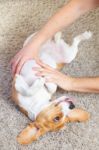 Beagle Puppy Stock Photo