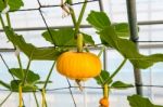 Pumpkin On A Field Stock Photo