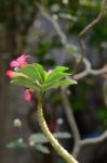 Tree In Garden Stock Photo