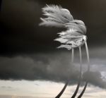 Palms In The Fierce Storm Stock Photo