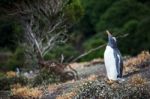 Gentoo Penguin Stock Photo