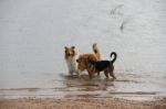 Puppy Collie On The Beach Pet Friendly Stock Photo