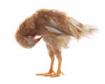 Eggs Hen Chicken Standing And Preening Plumage Feather Isolated Stock Photo