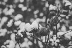 Cotton Field In The Countryside Stock Photo