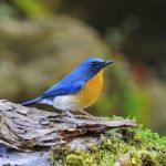 Male Hill Blue Flycatcher Stock Photo