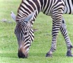 Isolated Photo Of A Zebra Eating The Grass Stock Photo