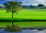 Tree In Landscape Stock Photo