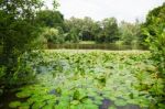 Lake Overgrown With Water Lilies Stock Photo