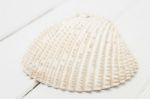 Clam Shell Isolated Stock Photo