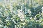 Colorful Flowers For Background Stock Photo