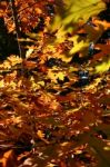 Autumn Leaves Stock Photo