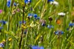 Blooming Wildflowers Stock Photo