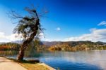 Colorful Autumn Day On Bled Lake, Slovenia Stock Photo