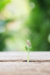 Growing Plants On Wooden Table Stock Photo