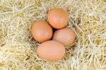 Eggs In Straw Stock Photo