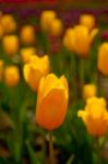 Colorful Tulips Field Stock Photo