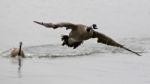 Isolated Image With A Canada Goose Flying Away From His Rival Stock Photo