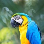 Blue And Gold Macaw Stock Photo