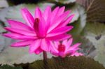 Beautiful Pink Lotus Flower In The Lake Stock Photo