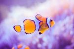 Cartoon Fish Near Sea Anemone Stock Photo