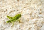 Grasshopper Stock Photo