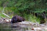 Beaver Shaking Off Water Stock Photo