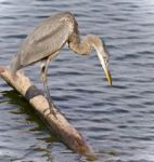 Image Of A Great Blue Heron Watching Somewhere Stock Photo