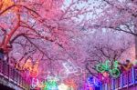 Jinhae,korea - April 2 : Jinhae Gunhangje Festival Is The Largest Cherry Blossom Festival In Korea.tourists Taking Photos Of The Beautiful Scenery Around Jinhae,korea On April 2,2016 Stock Photo