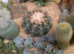 Various Cactus Plants Stock Photo