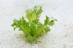 Vegetable Stock Photo