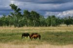 Horse In The Countryside Stock Photo