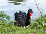 Black Swan (cygnus Atratus) Stock Photo