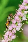 Fly Hoverflies On Flowering Tamarisk Stock Photo