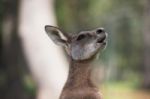 Kangaroo Outside Stock Photo