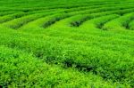 Green Tea Bud And Leaves. Green Tea Plantations In Morning. Nature Background Stock Photo