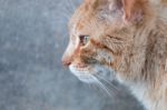 Orange Cat On The Street Stock Photo