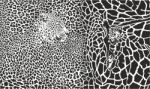 Background With Leopard And Giraffe Stock Photo