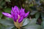 Rhododendron Bud Beginning To Blossom Stock Photo