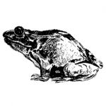 Frog Hand Drawn Stock Photo