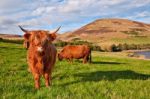 Highland Angus Cow Stock Photo