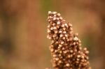 Field Of Australian Sorghum Stock Photo