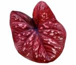 Red Caladium Leaf Stock Photo