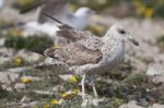 Young Seagulls Near The Cliffs Stock Photo