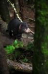 Tasmanian Devil Found During The Day In Tasmania Stock Photo